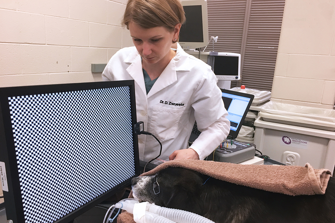 Dr. Danielle Zwueste prepares to measure VEPs in a sedated dog. Photo: Stephanie Chang.